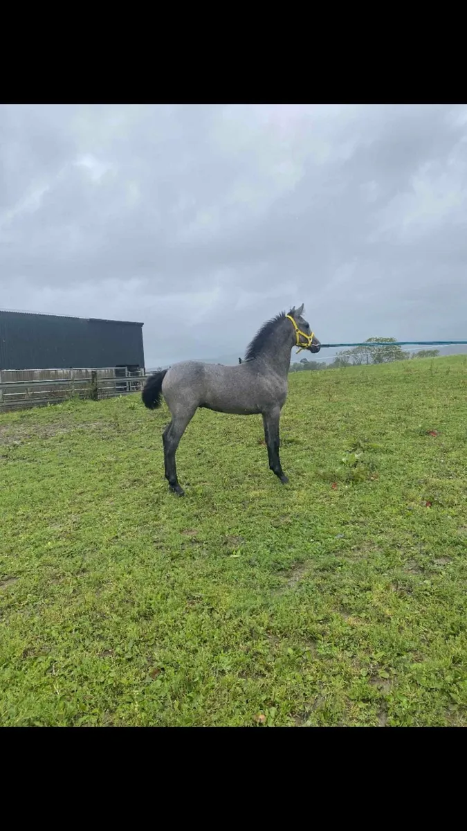 Pony foal - Image 1