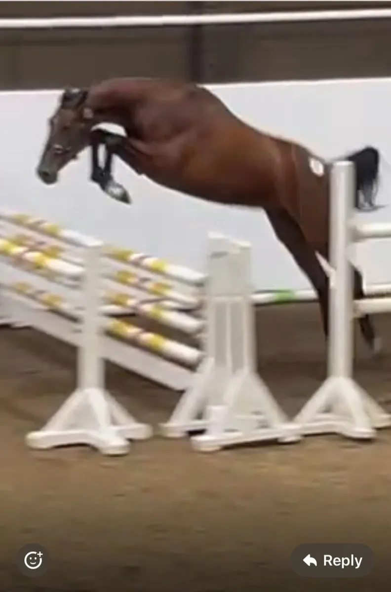 A Horse - Image 1