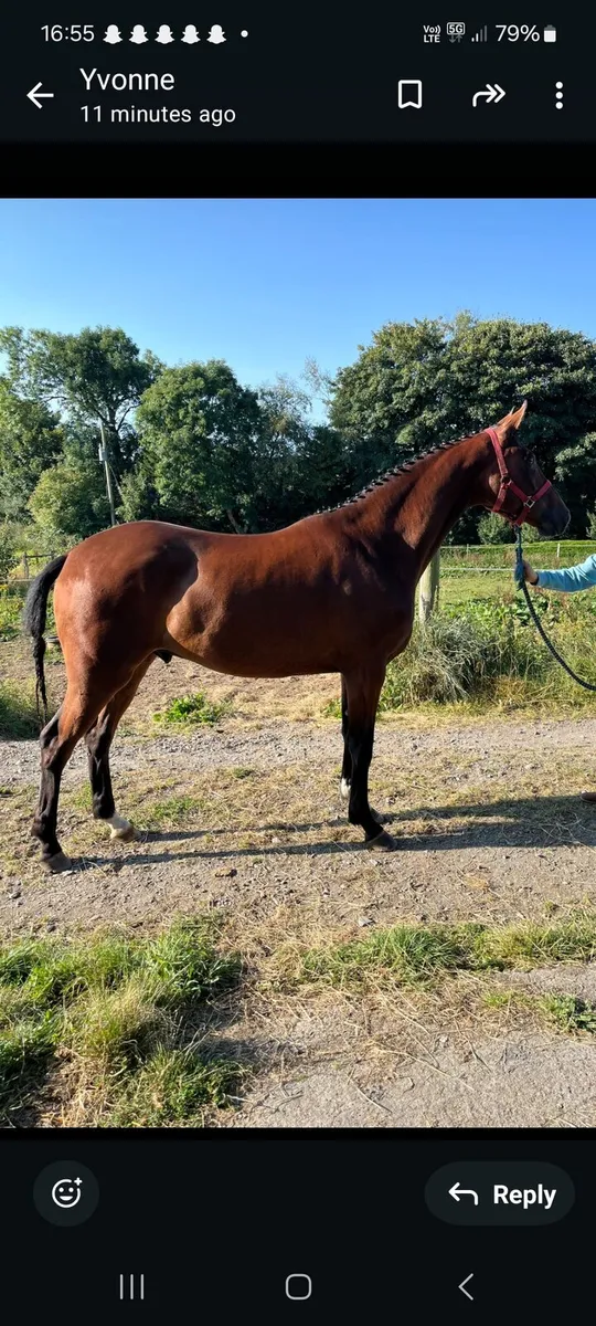 A Horse - Image 2