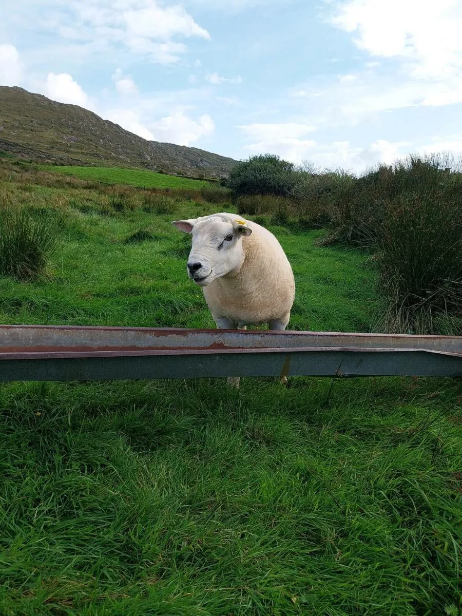 Purebred hogget texel 5star sis - Image 1