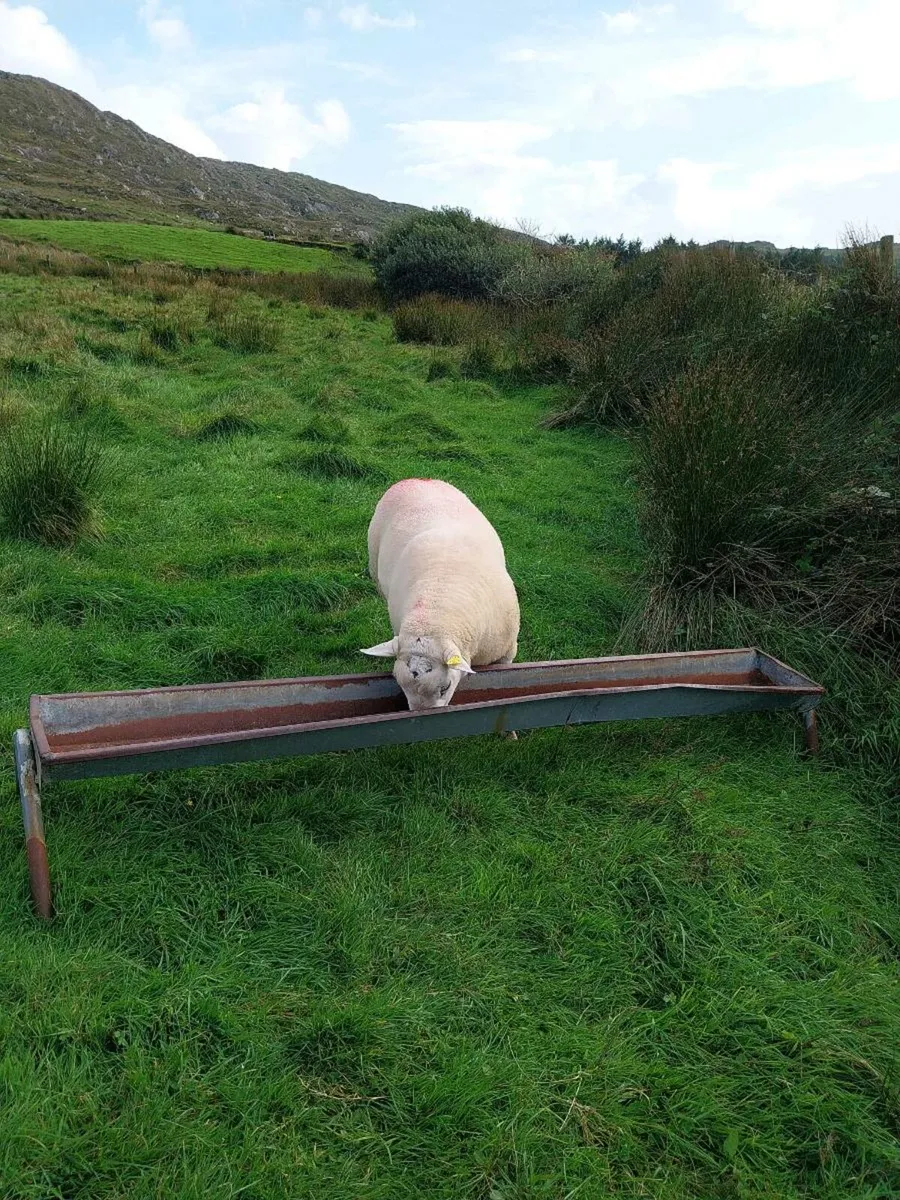 Purebred hogget texel 5star sis - Image 2