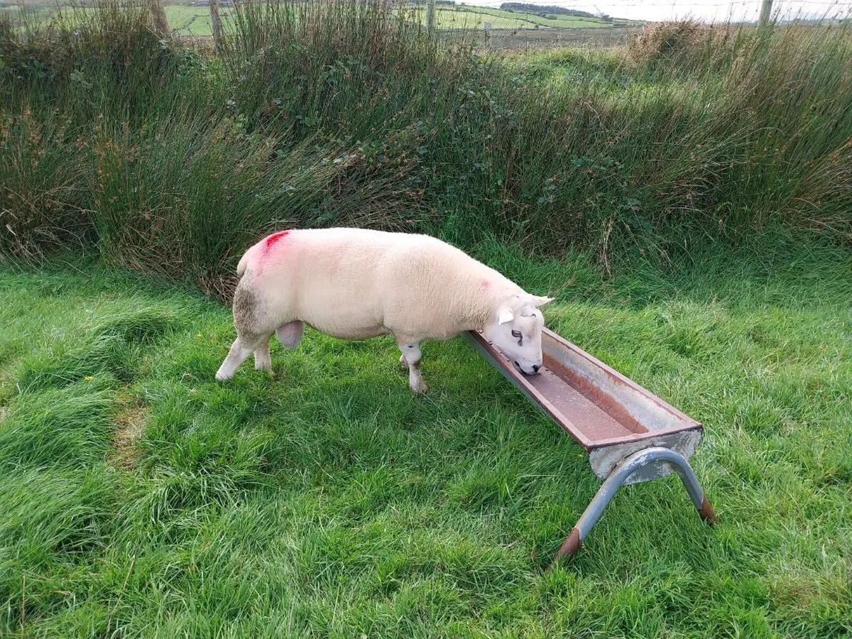 Purebred hogget texel 5star sis - Image 3