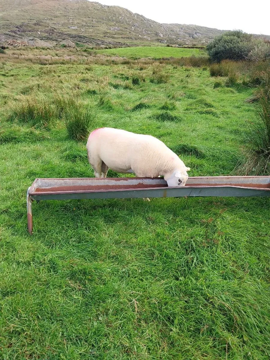 Purebred hogget texel 5star sis - Image 4