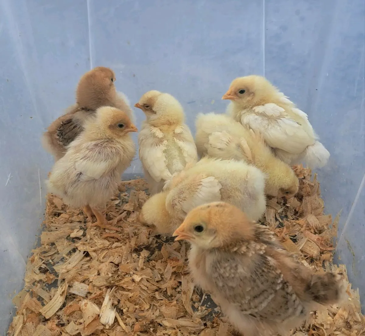 Bresse & RIR Hybrid x Brahma Chicks - Image 1