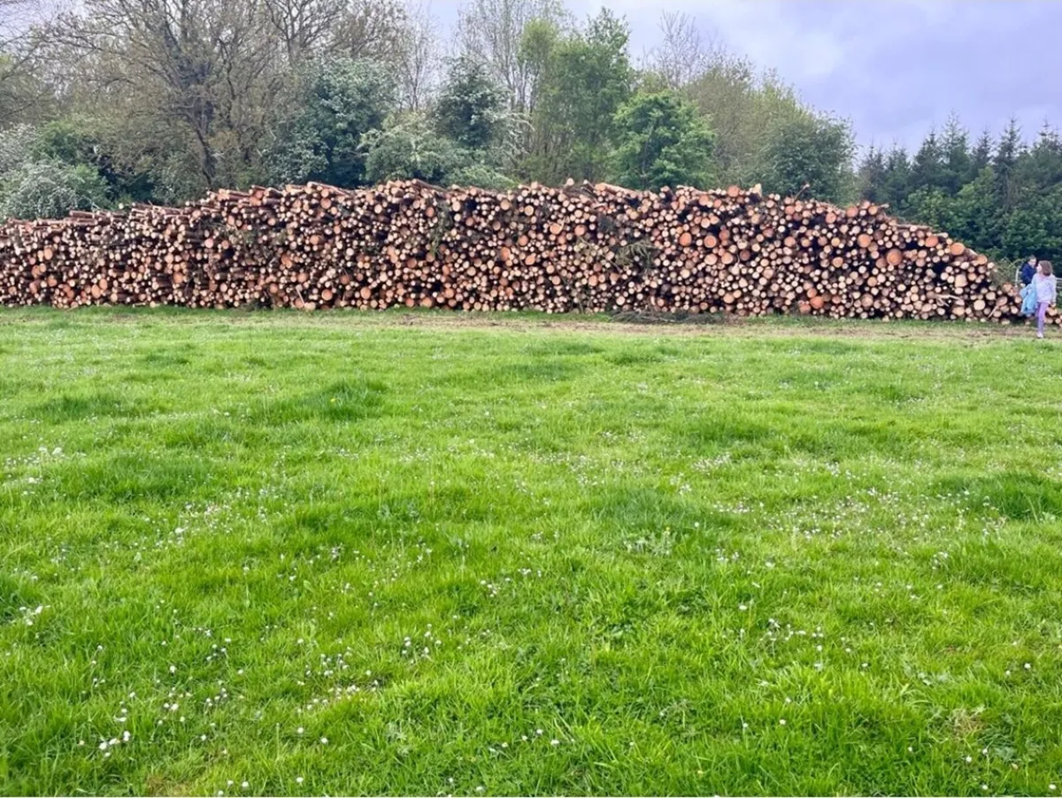 Firewood - Image 2