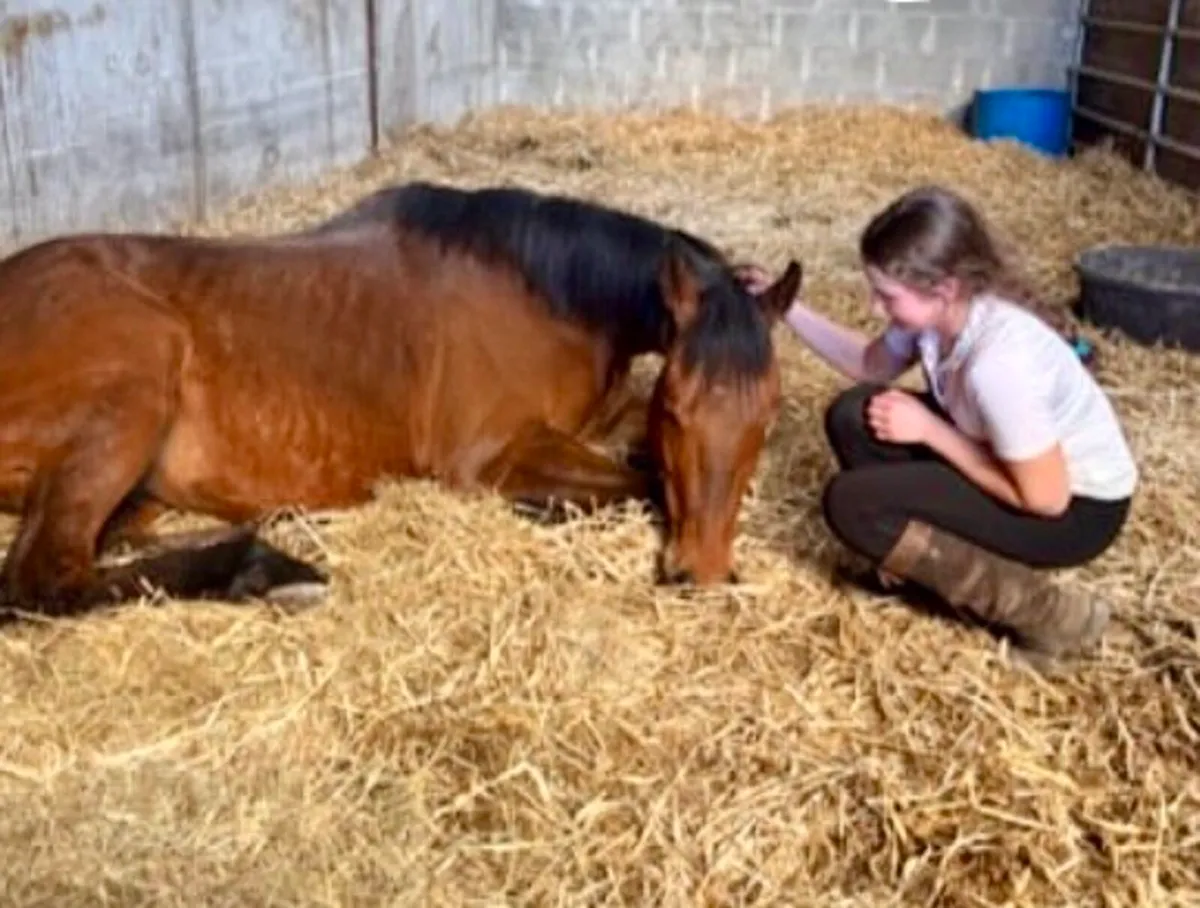 Cheap 5 year old gelding ! - Image 2