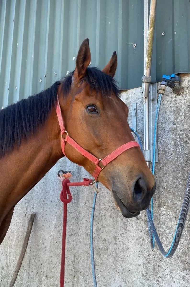 Cheap 5 year old gelding ! - Image 3