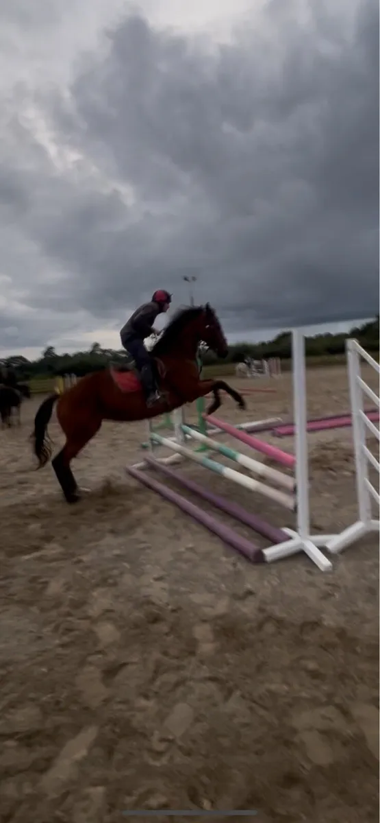 Cheap 5 year old gelding ! - Image 4