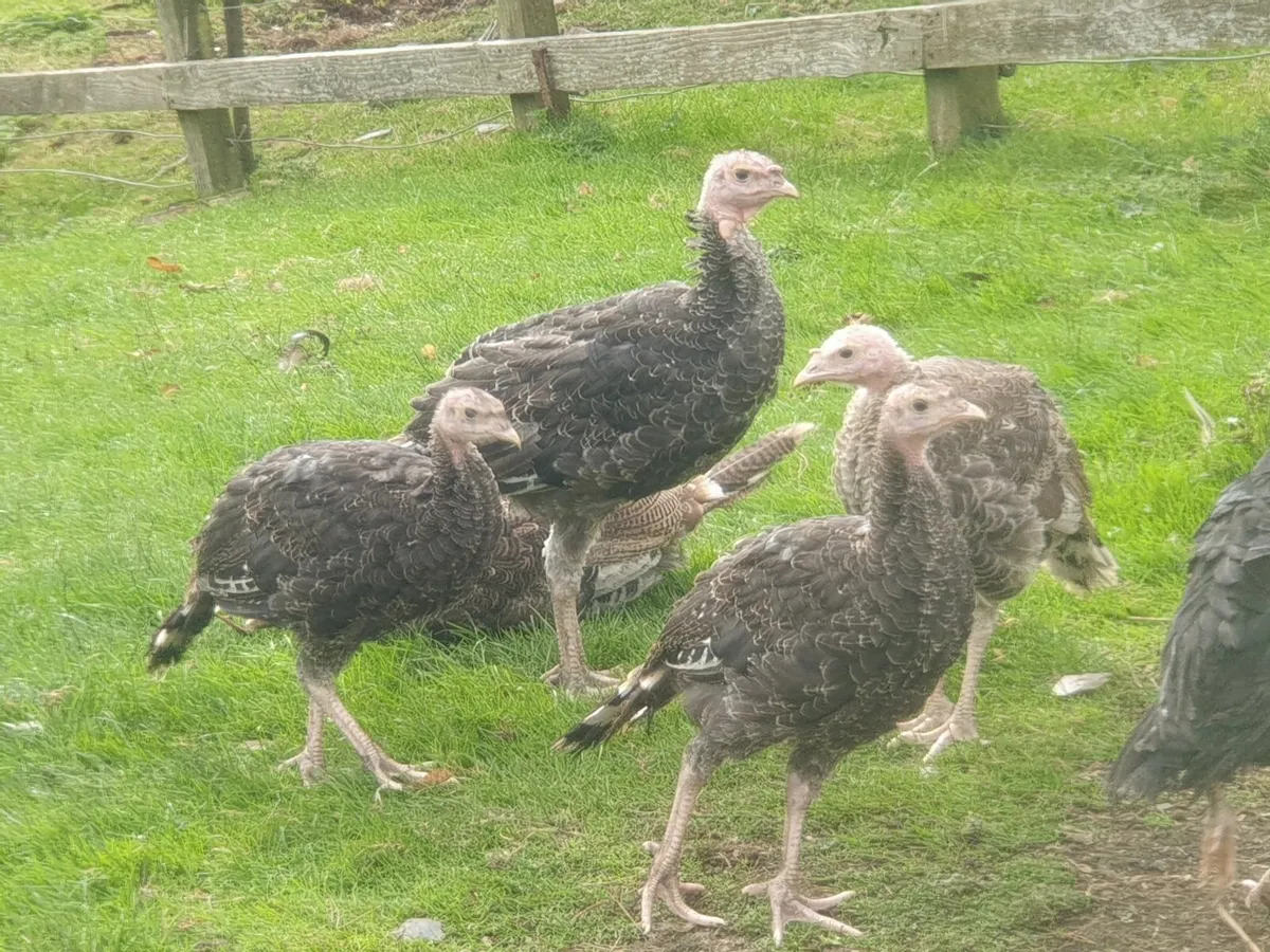 Turkeys - Image 1