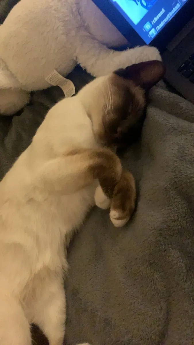 Cat - Image 1