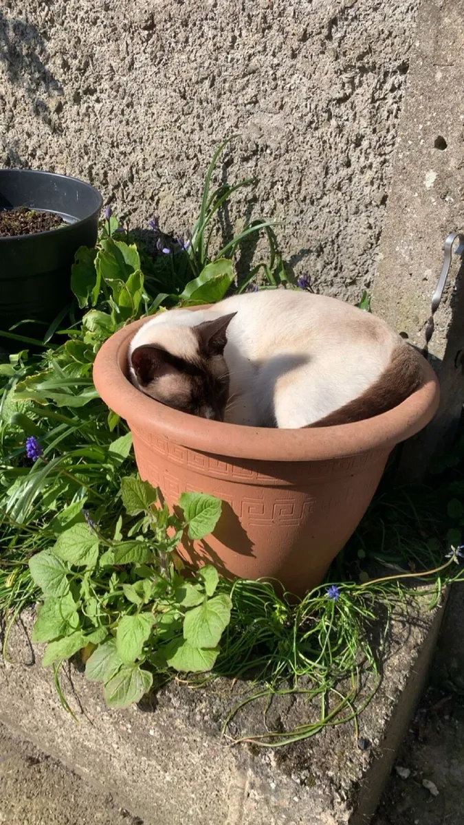 Cat - Image 2