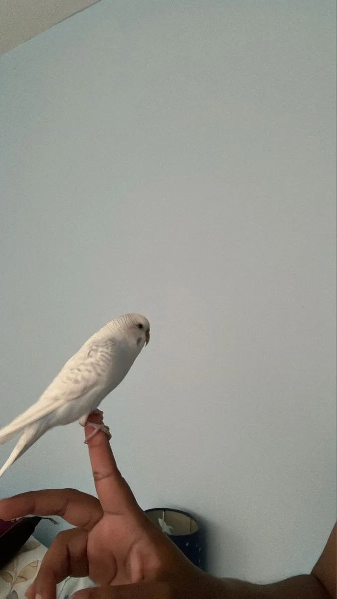 Birds - Image 2