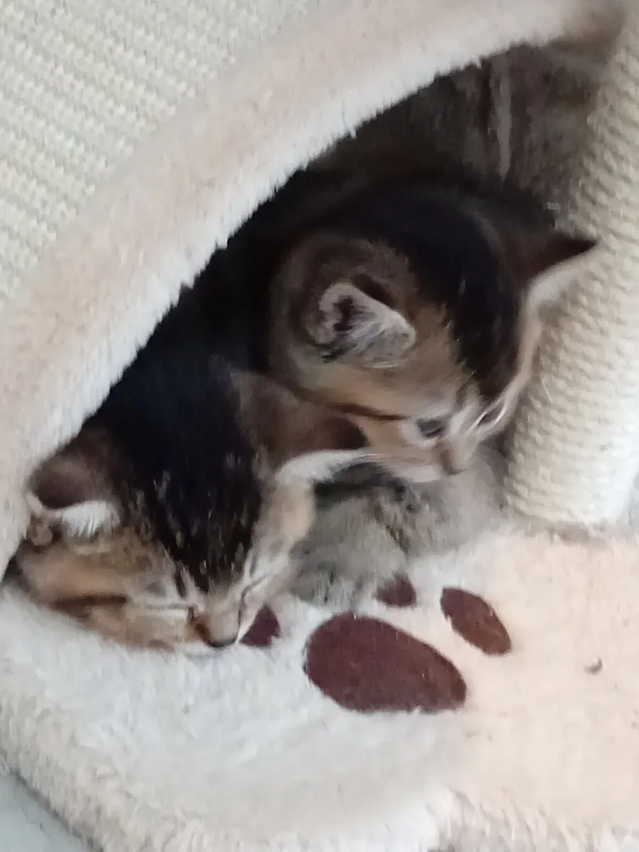 Kittens scottish fold - Image 1