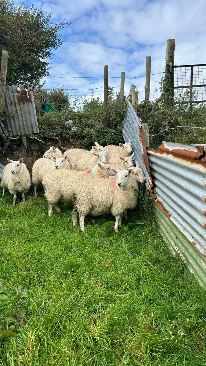40 Crossbred Ewe lambs - Image 1