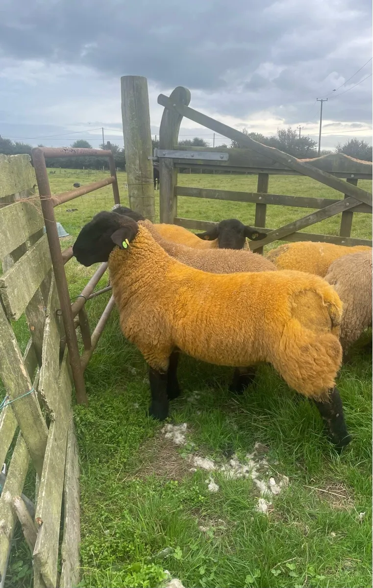 Suffolk Ram lambs SIS - Image 4