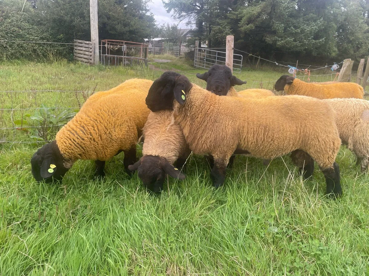 Suffolk Ram lambs SIS - Image 1