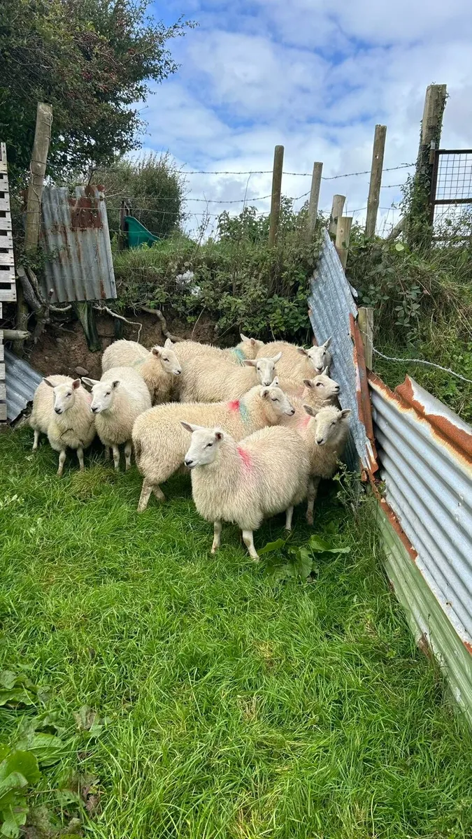 40 Crossbred Ewe lambs - Image 2