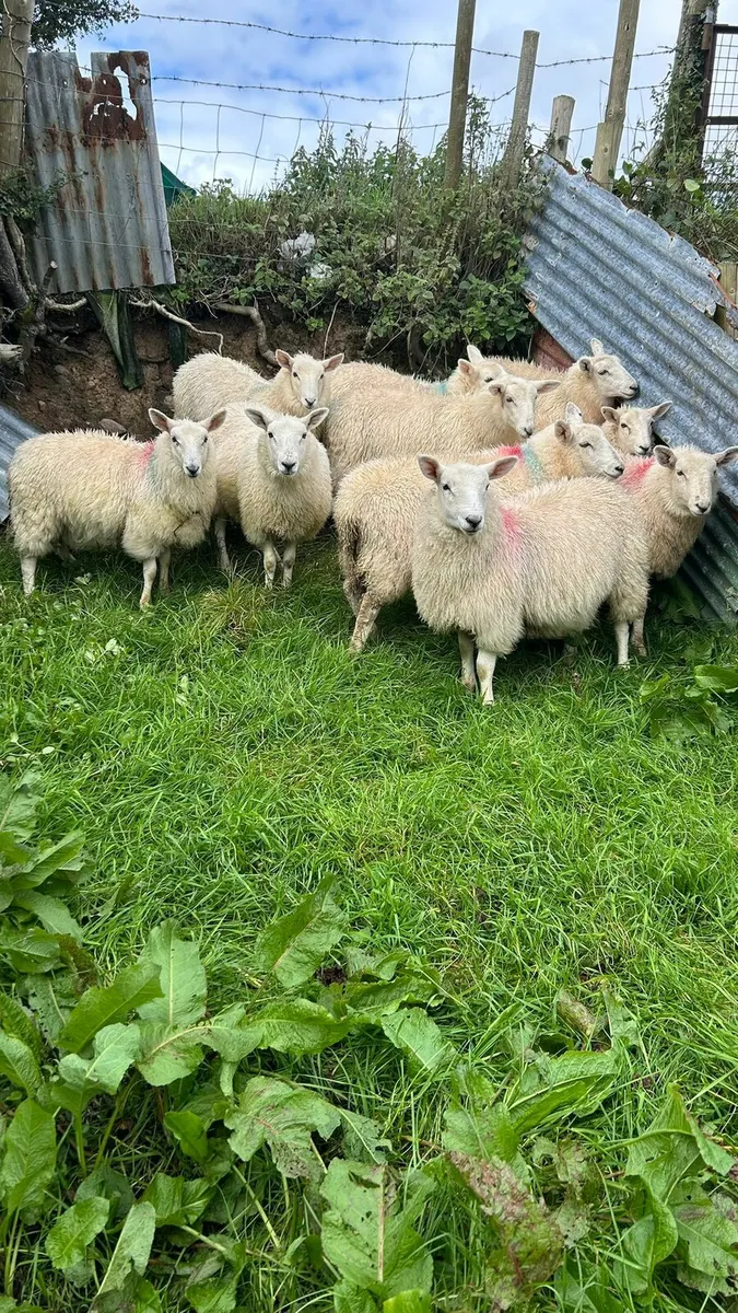 40 Crossbred Ewe lambs - Image 3
