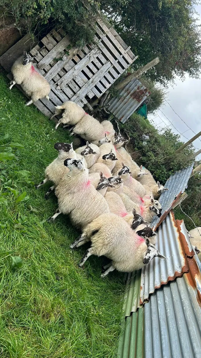 40 Crossbred Ewe lambs - Image 4