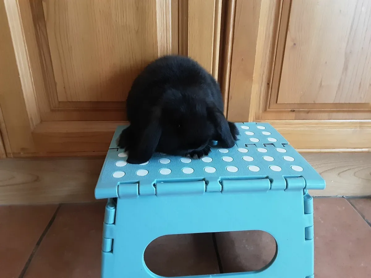 Mini lops - Image 1