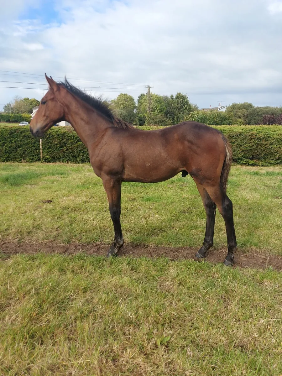 Thoughbred colt foal - Image 2