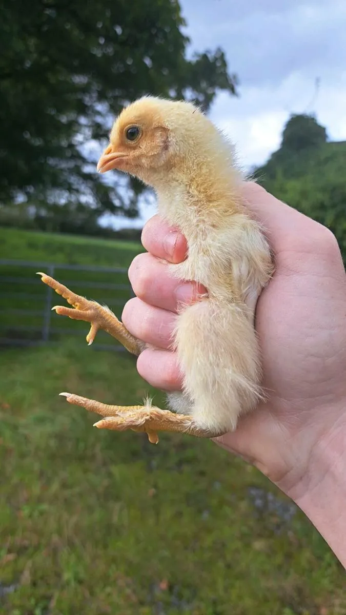 Bresse & RIR Hybrid x Brahma Chicks - Image 2