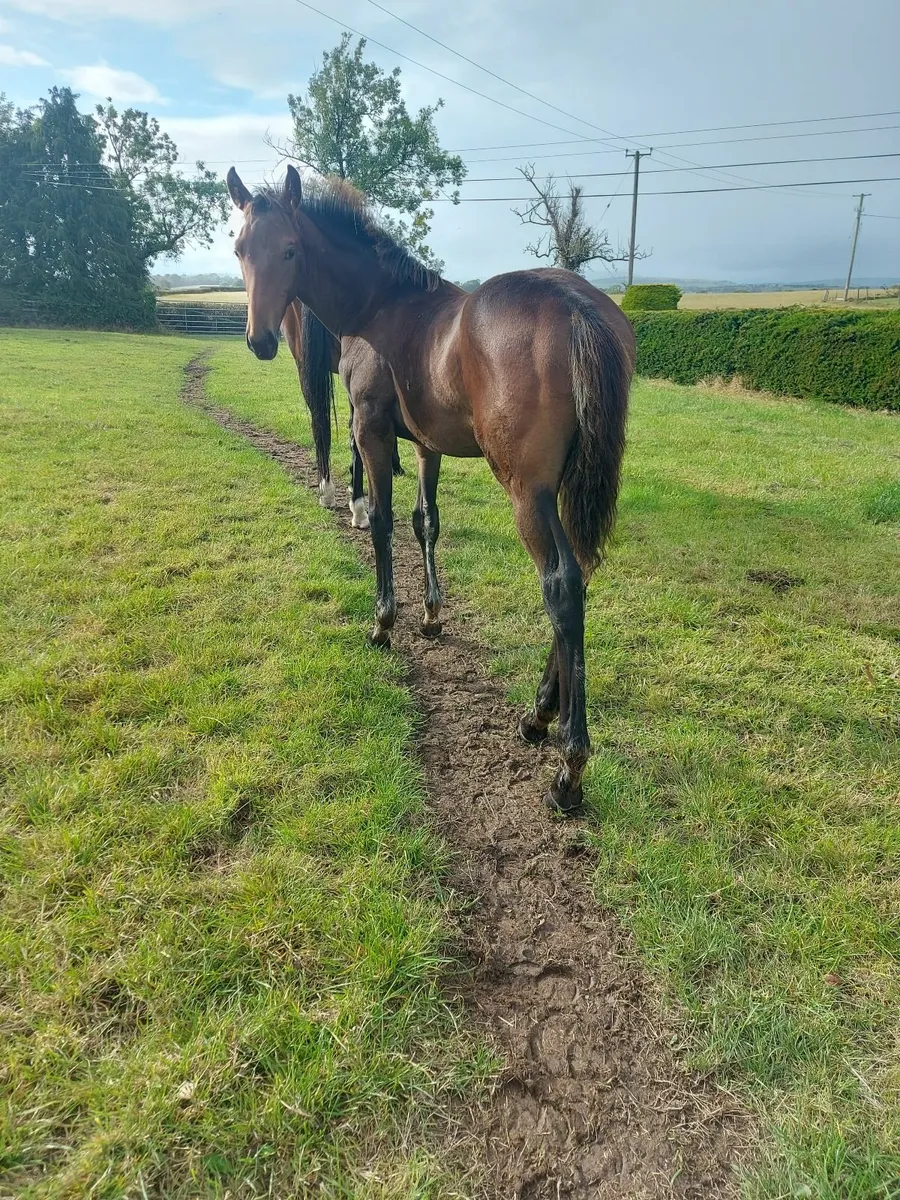 Thoughbred colt foal - Image 3
