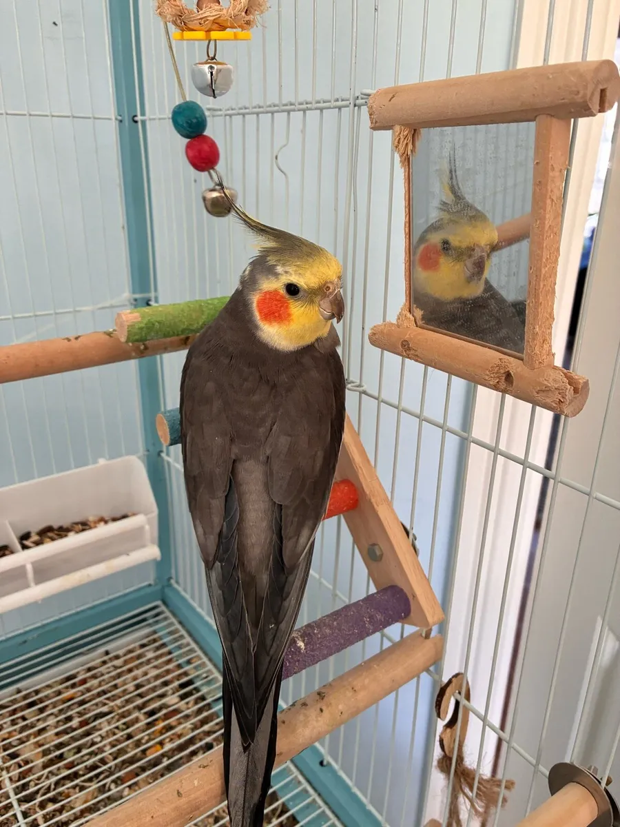 Birds - Image 1