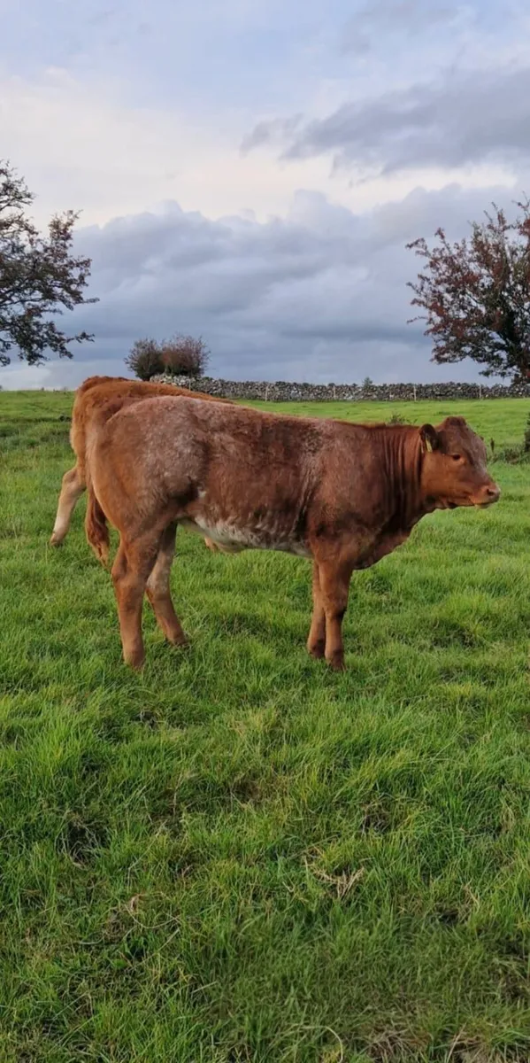 5 Top Quality Roan Limousine And Charolais - Image 2