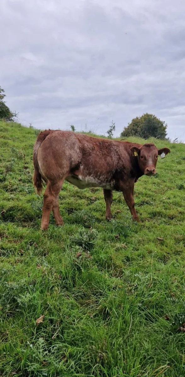 5 Top Quality Roan Limousine And Charolais - Image 3