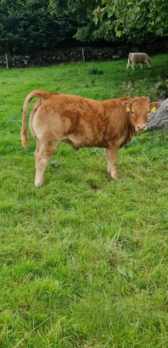 5 Top Quality Roan Limousine And Charolais - Image 4