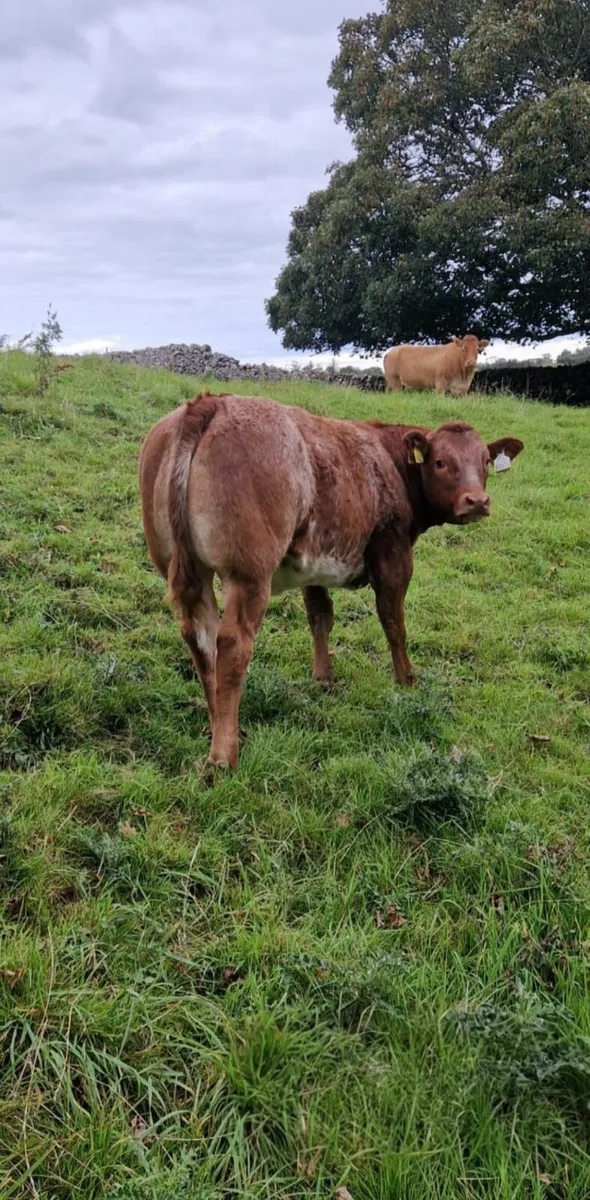 5 Top Quality Roan Limousine And Charolais - Image 1
