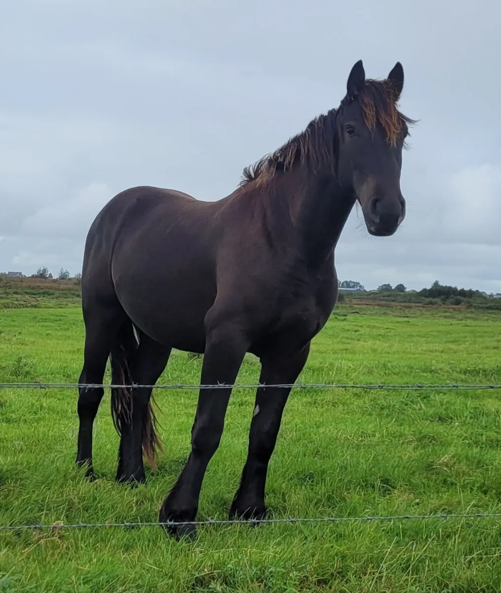 Friesian Gelding - Image 1