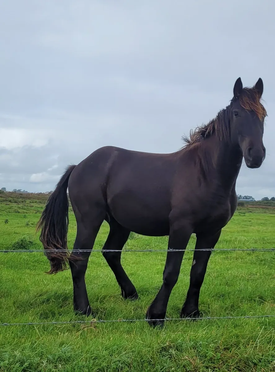 Friesian Gelding - Image 2
