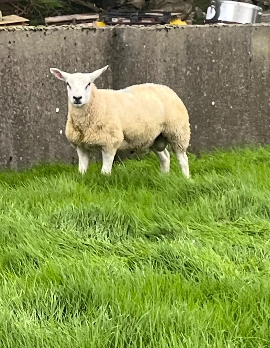 Texel ram lamb for sale - Image 1