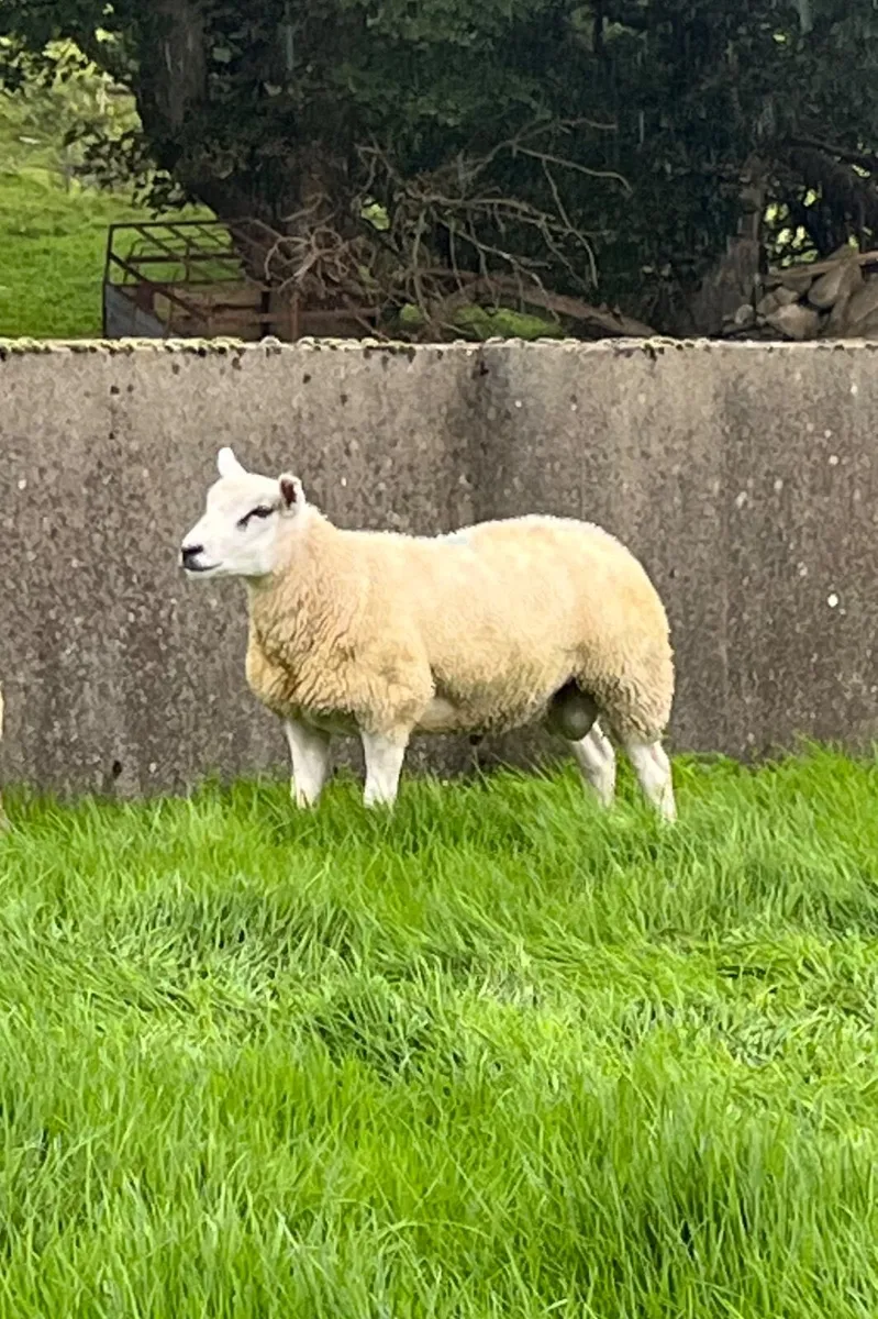 Texel ram lamb for sale - Image 2