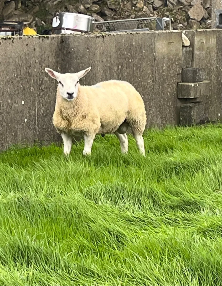 Texel ram lamb for sale - Image 3