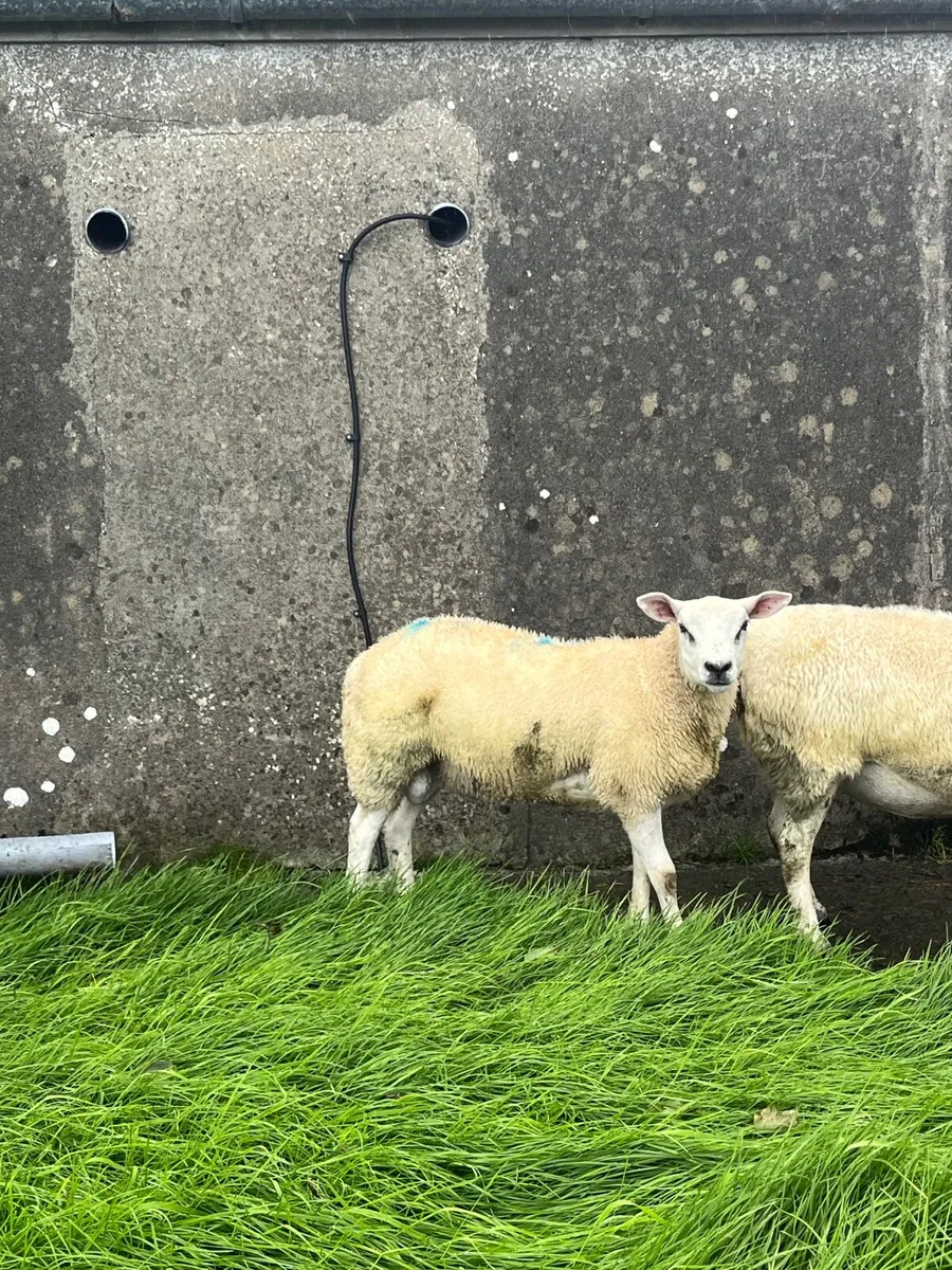 Texel ram lamb for sale - Image 4