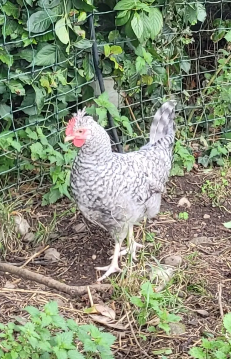Young purebred Legbar and Marans roosters - Image 3
