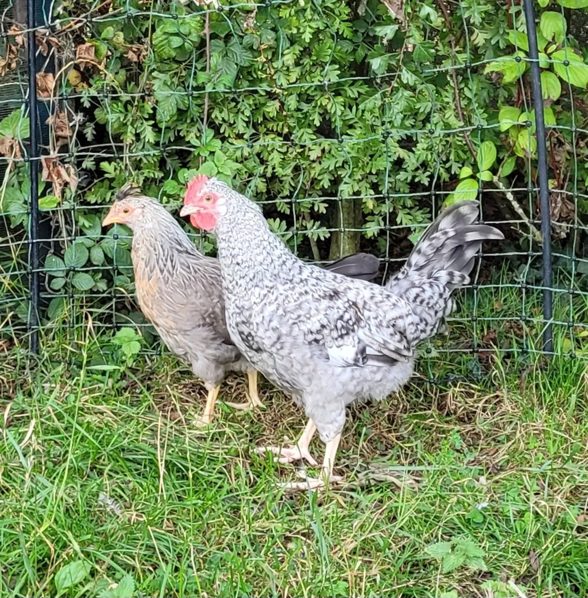 Young purebred Legbar and Marans roosters - Image 4