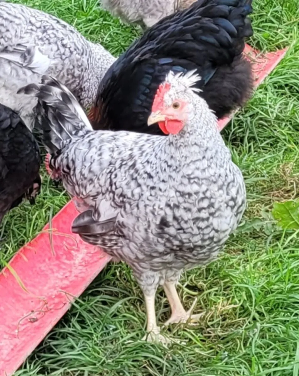 Young purebred Legbar and Marans roosters - Image 1