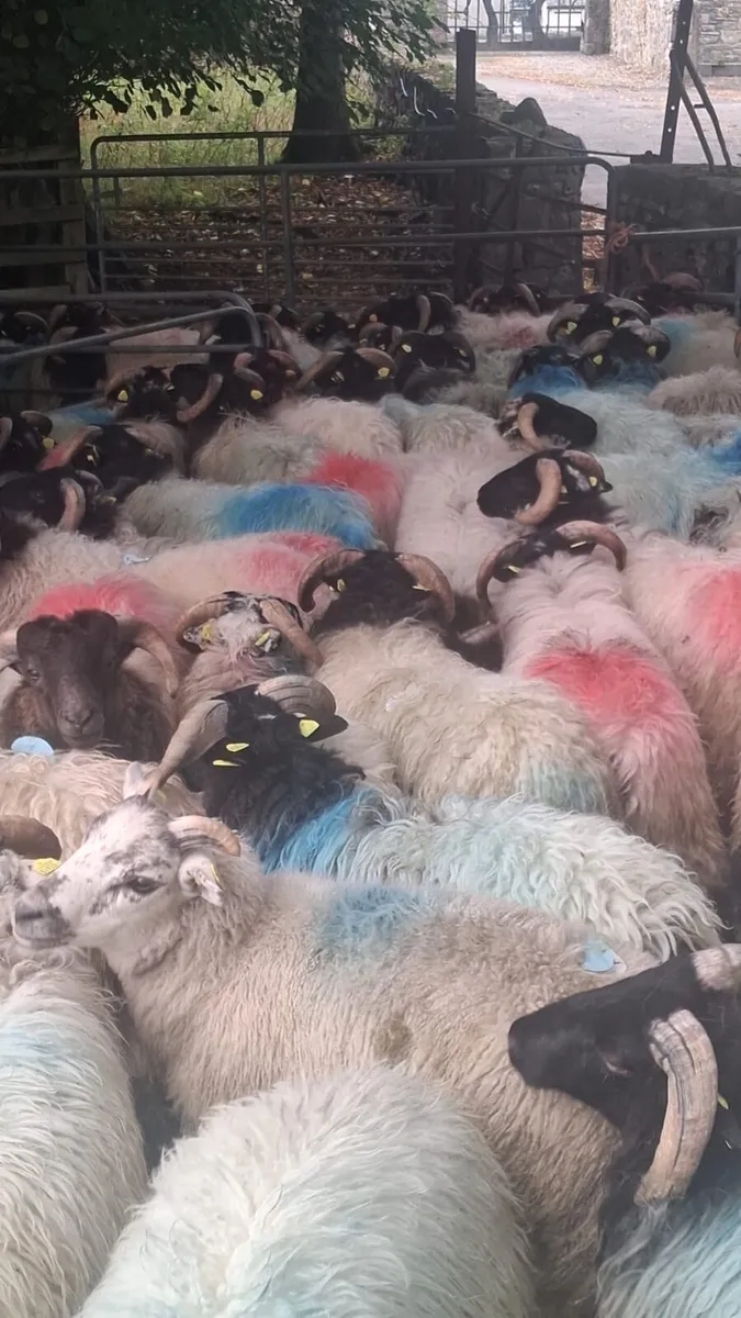 Horned Ramb Lambs - Image 1