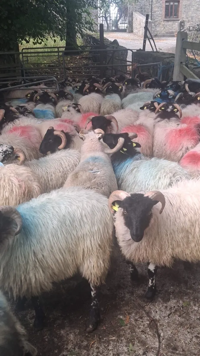 Horned Ramb Lambs - Image 2