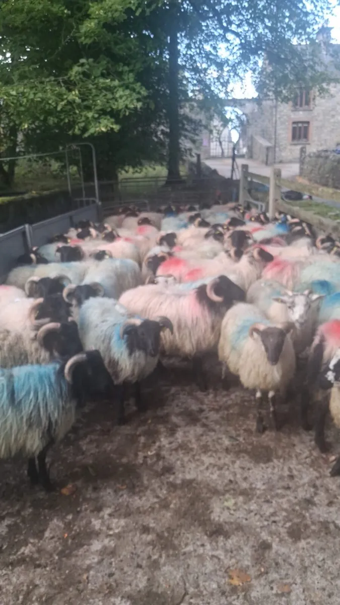 Horned Ramb Lambs - Image 4