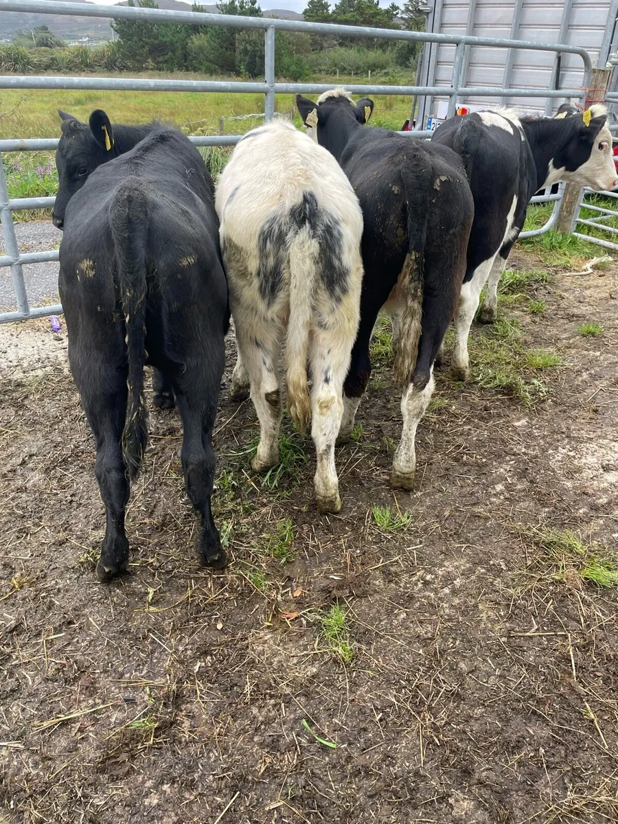 4 heifer runners - Image 2