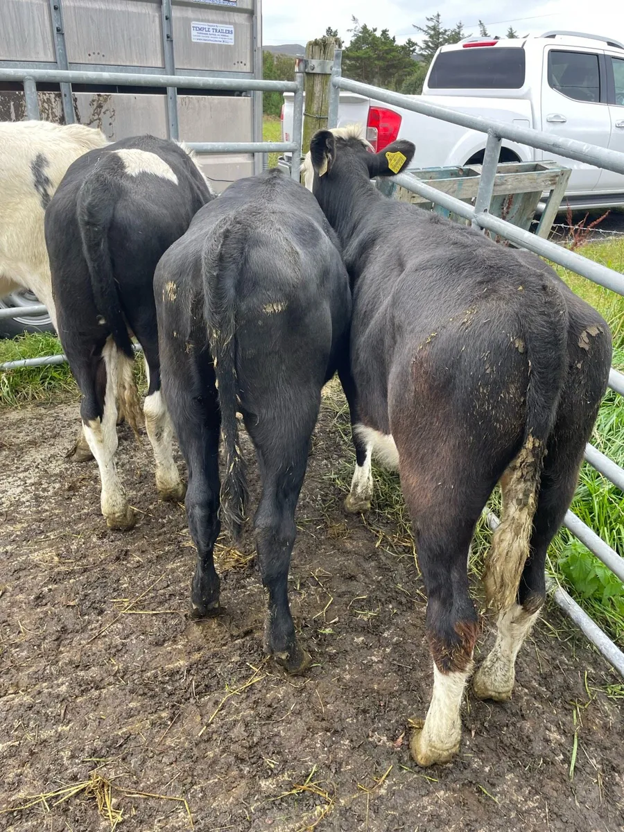 4 heifer runners - Image 3