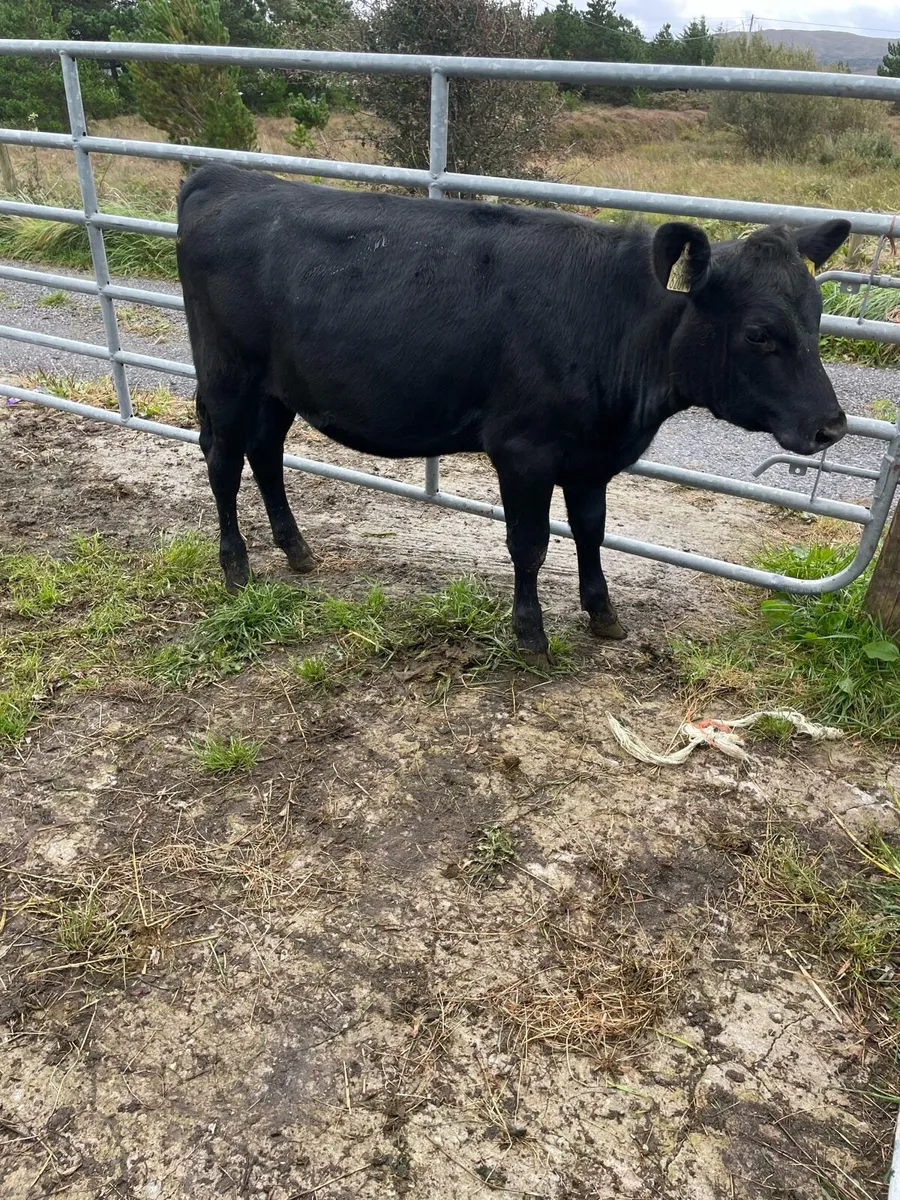 4 heifer runners - Image 4