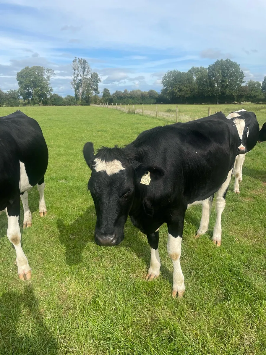 Frisian bulling heifers - Image 1
