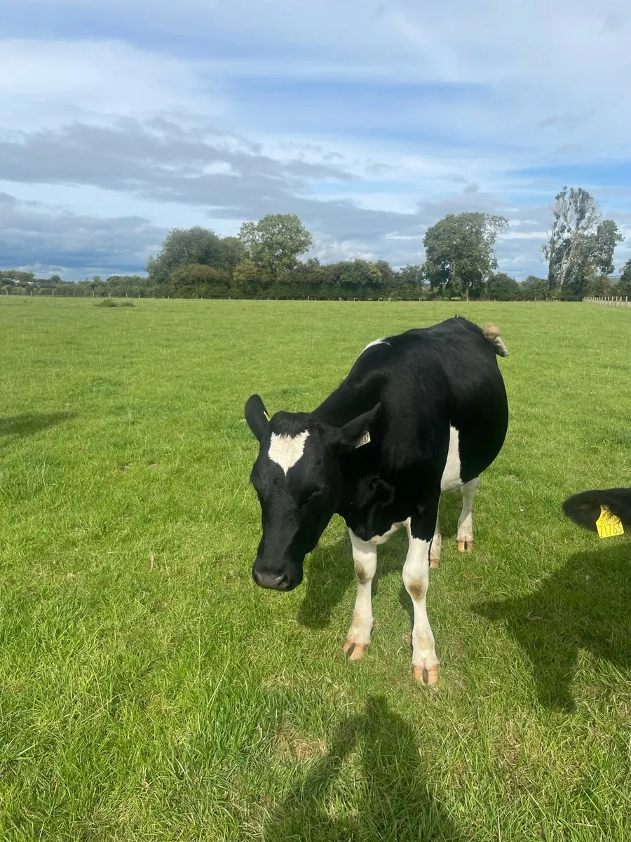 Frisian bulling heifers - Image 2