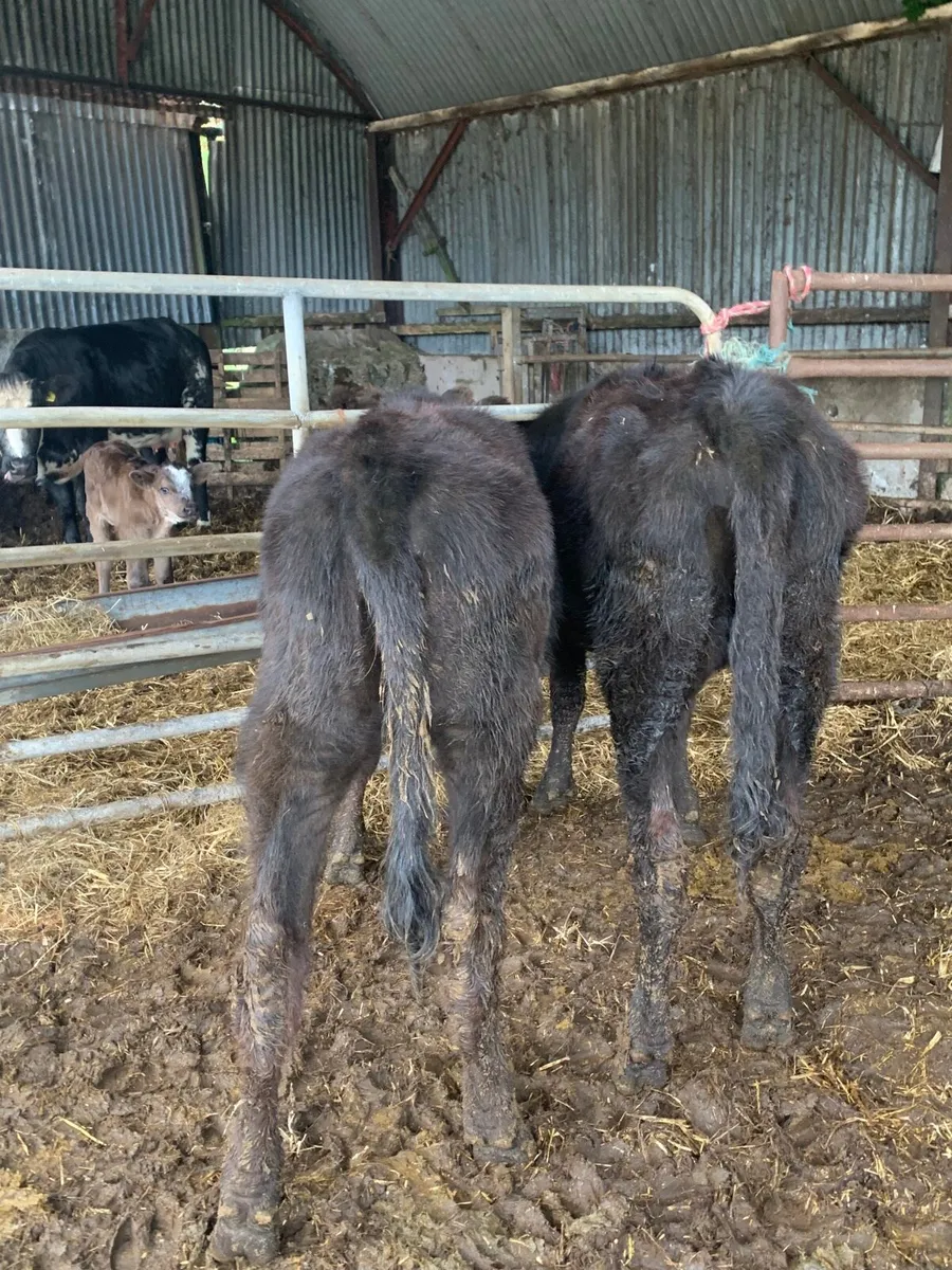 2 Lovely Quality AAX HEIFERS - Image 1